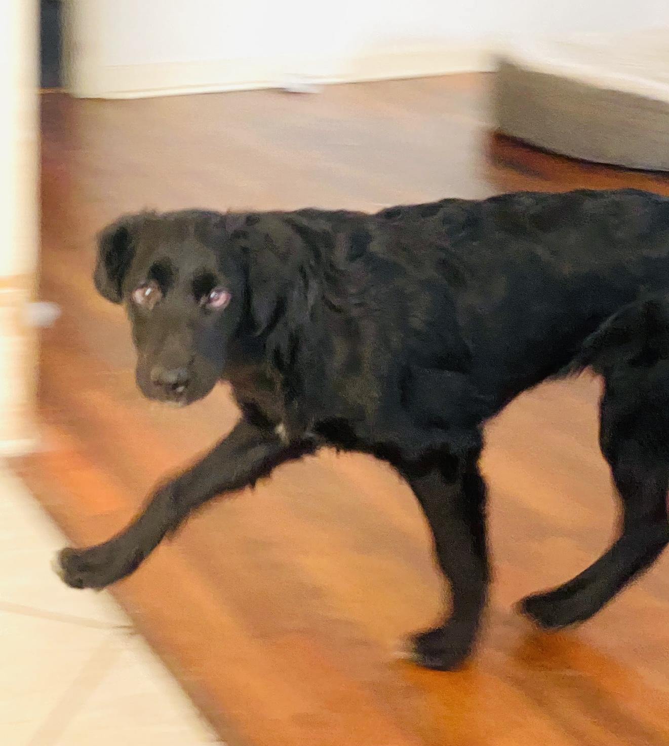 Enola, a Adoptable mixed breed in North Augusta, SC image 2/3