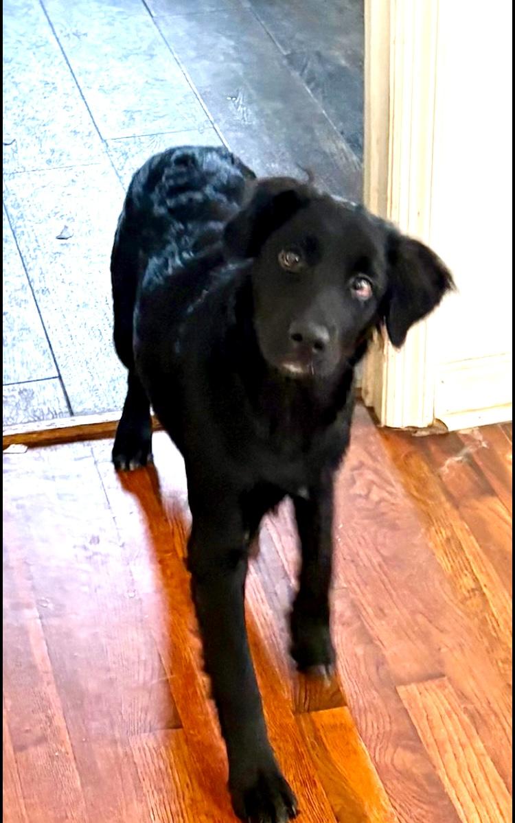 Enola, a Adoptable mixed breed in North Augusta, SC image 1/3