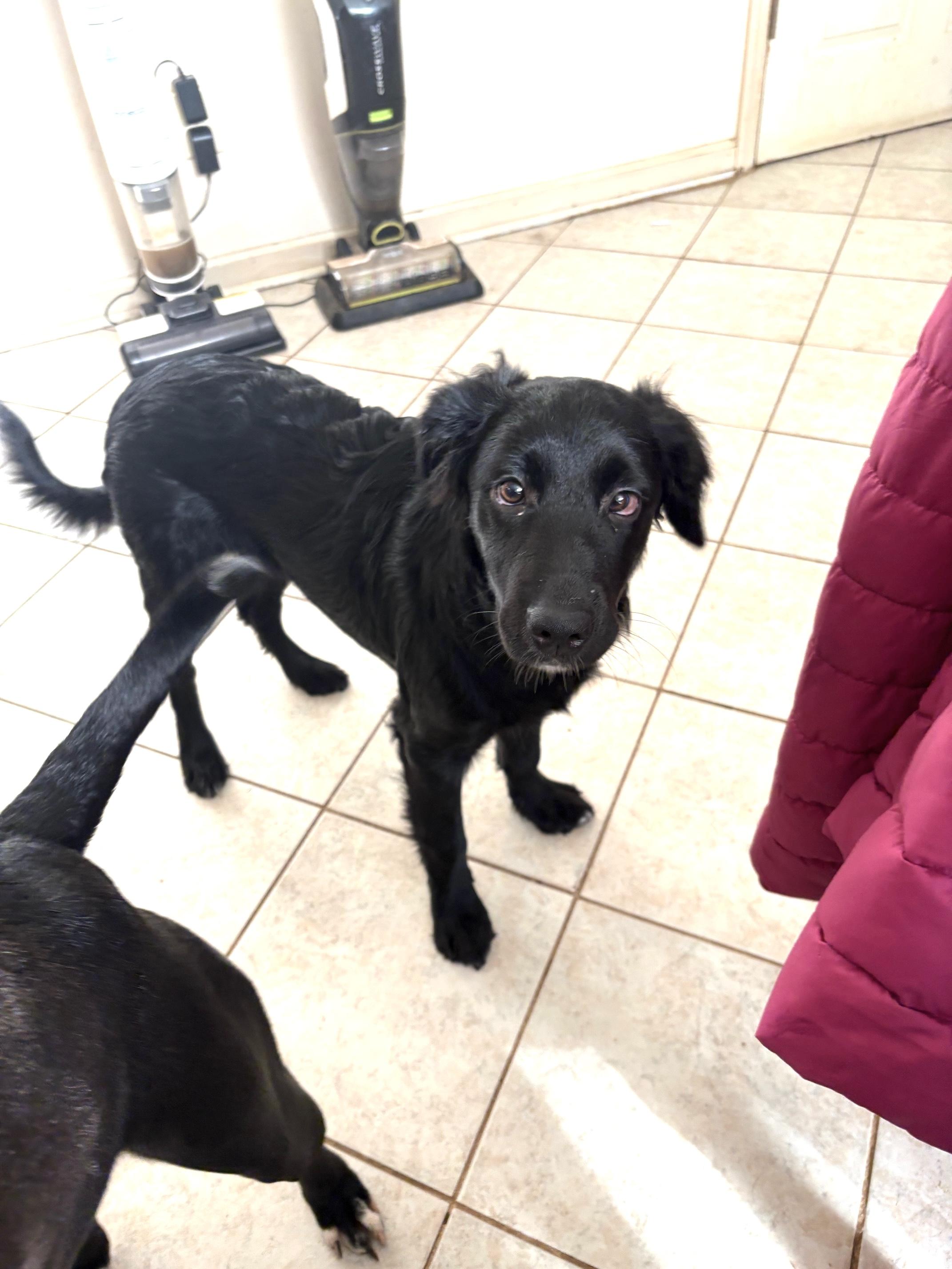 Enola, an adoptable Spaniel in North Augusta, SC, 29860 | Photo Image 3