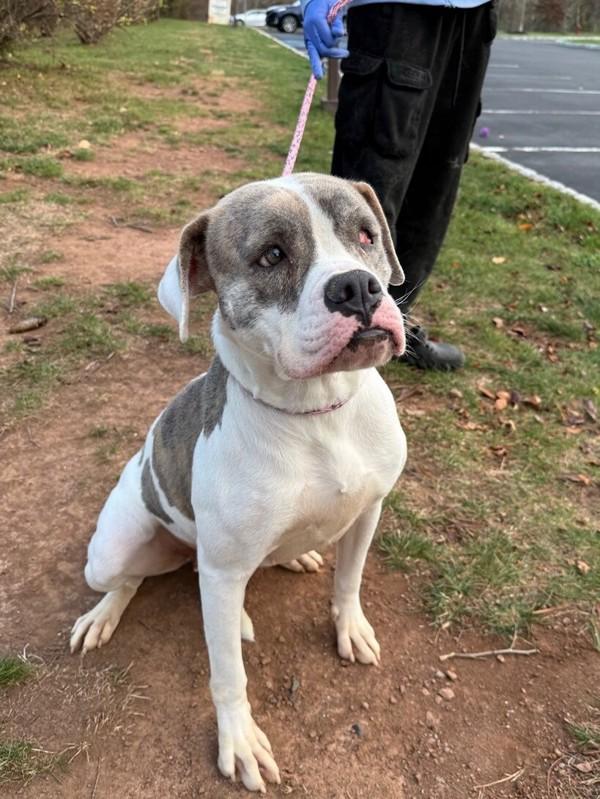 Ressa, Adoptable, Adult Female Boxer.