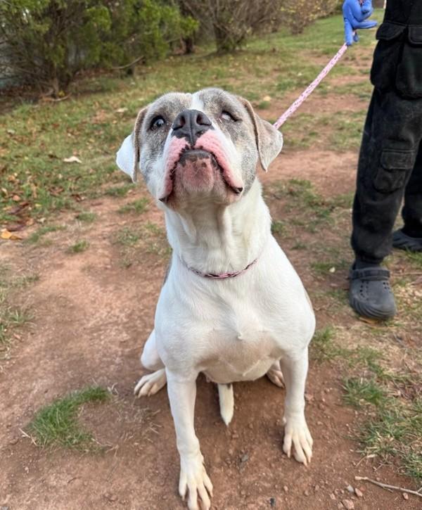 Enlarge Ressa, a Adoptable mixed breed in Skillman, NJ image 2/3