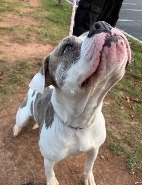 Ressa, a Adoptable mixed breed in Skillman, NJ image 3/3