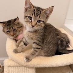Enlarge Zercher, a ADOPTABLE Tabby in Waxhaw, NC image 1/2