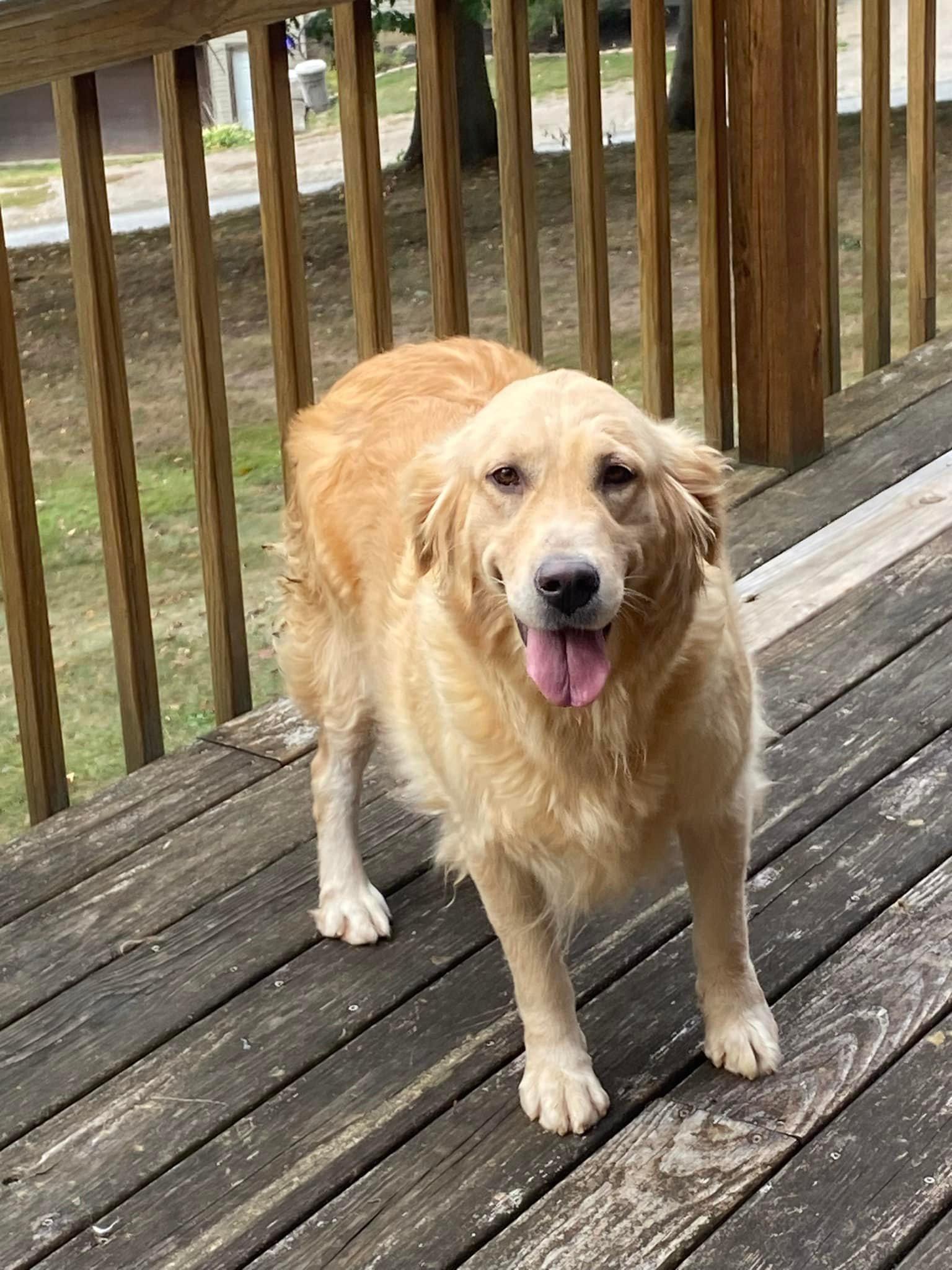 Shelby, Adopted, Adult Female Golden Retriever.