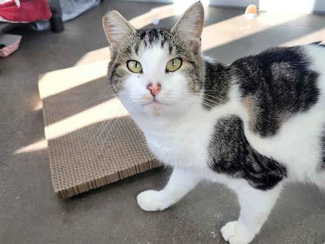 YETI, Adoptable, Young Male Domestic Short Hair.