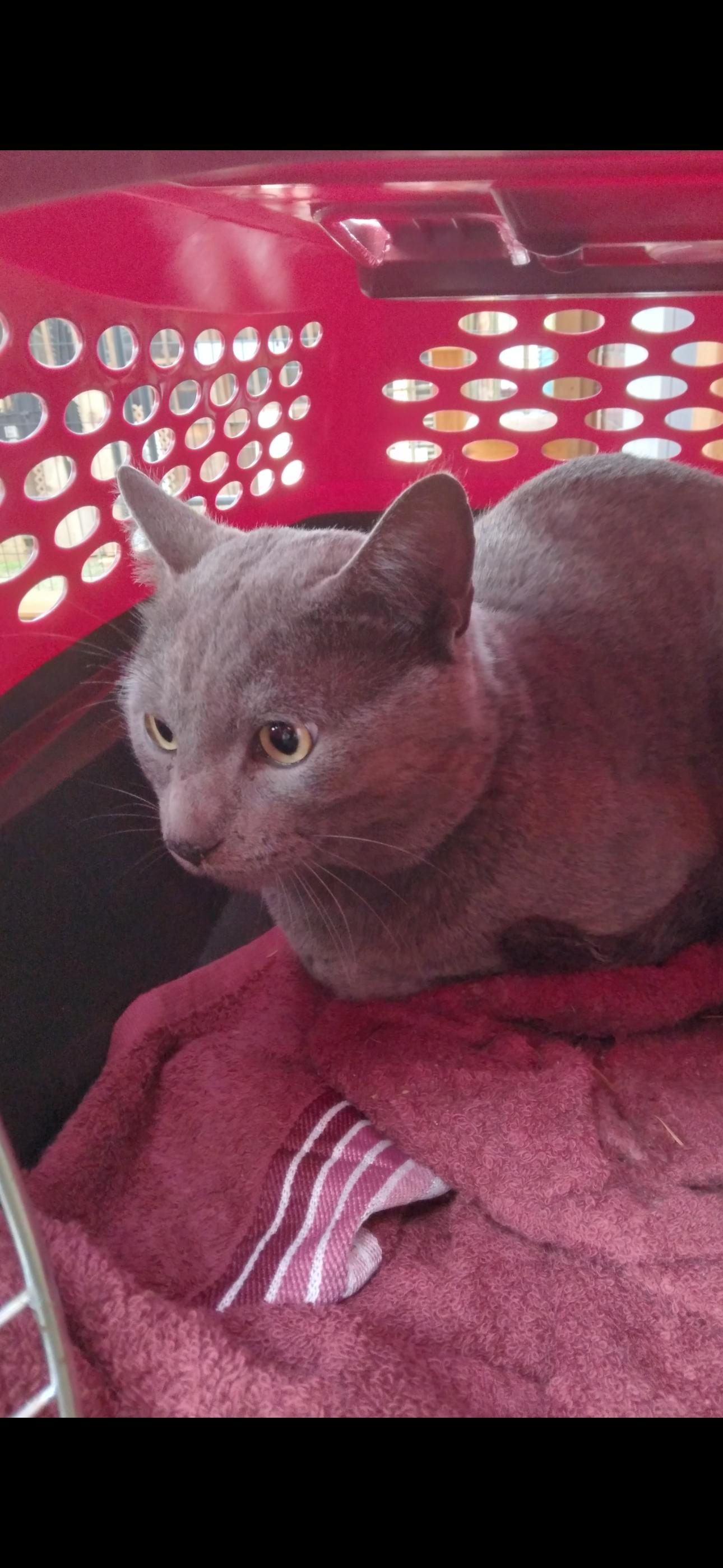 Sandy, Adoptable, Young Female Domestic Short Hair.