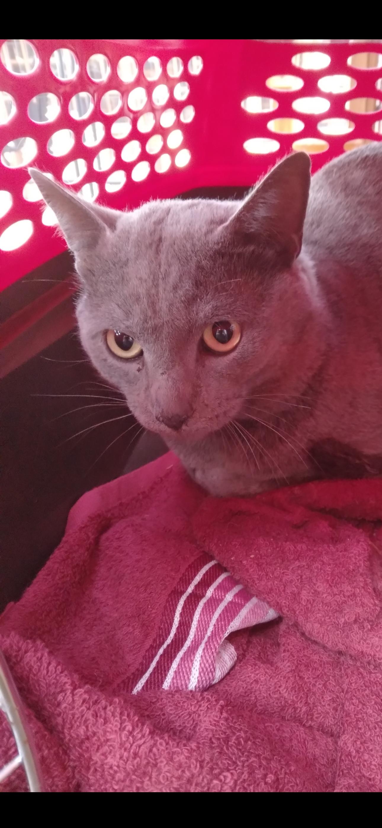 Enlarge Sandy, a Adoptable Domestic Short Hair in Auburn, WA image 2/2