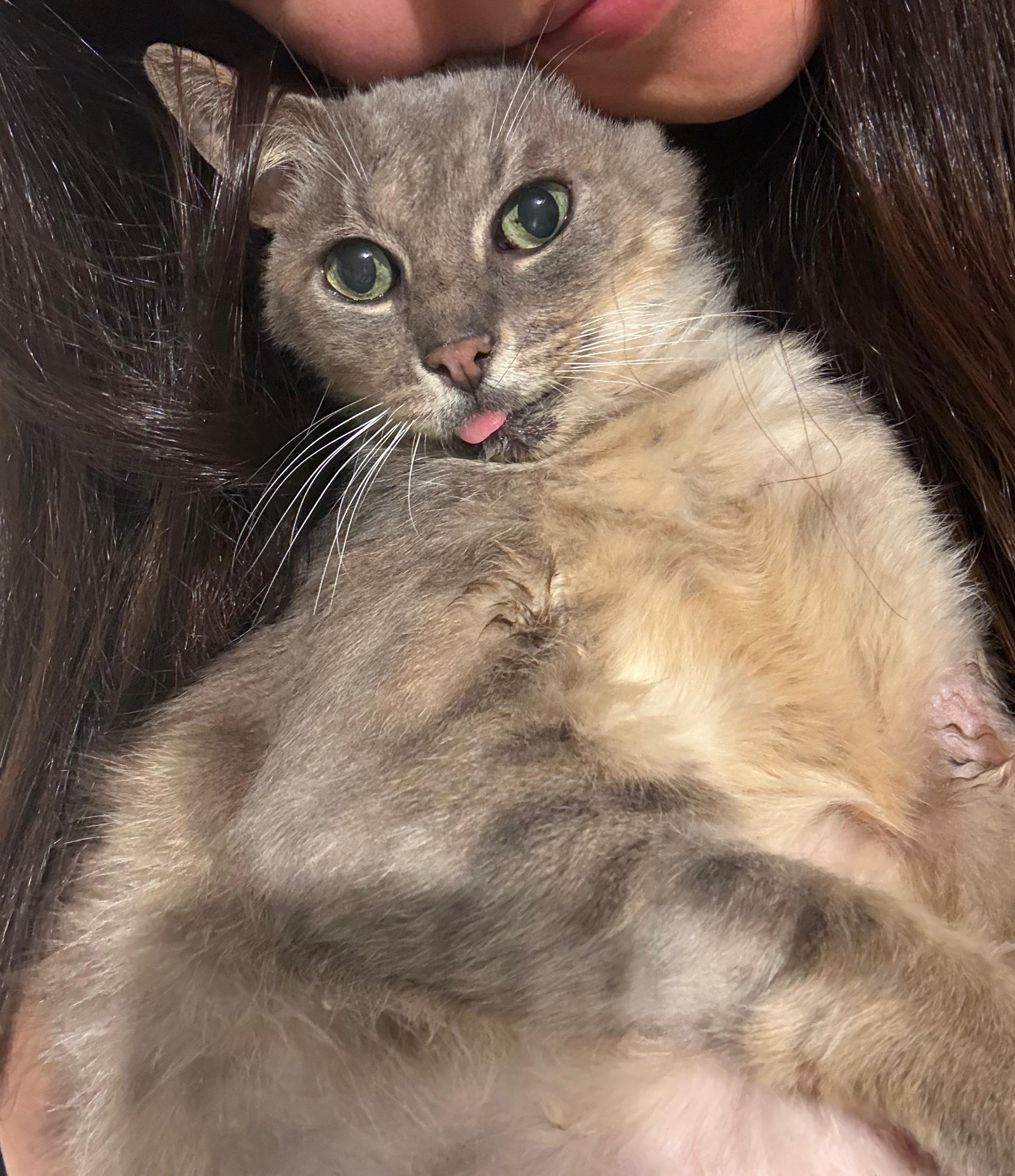 Enlarge Moth, a ADOPTABLE Domestic Short Hair in Miami, FL image 1/6