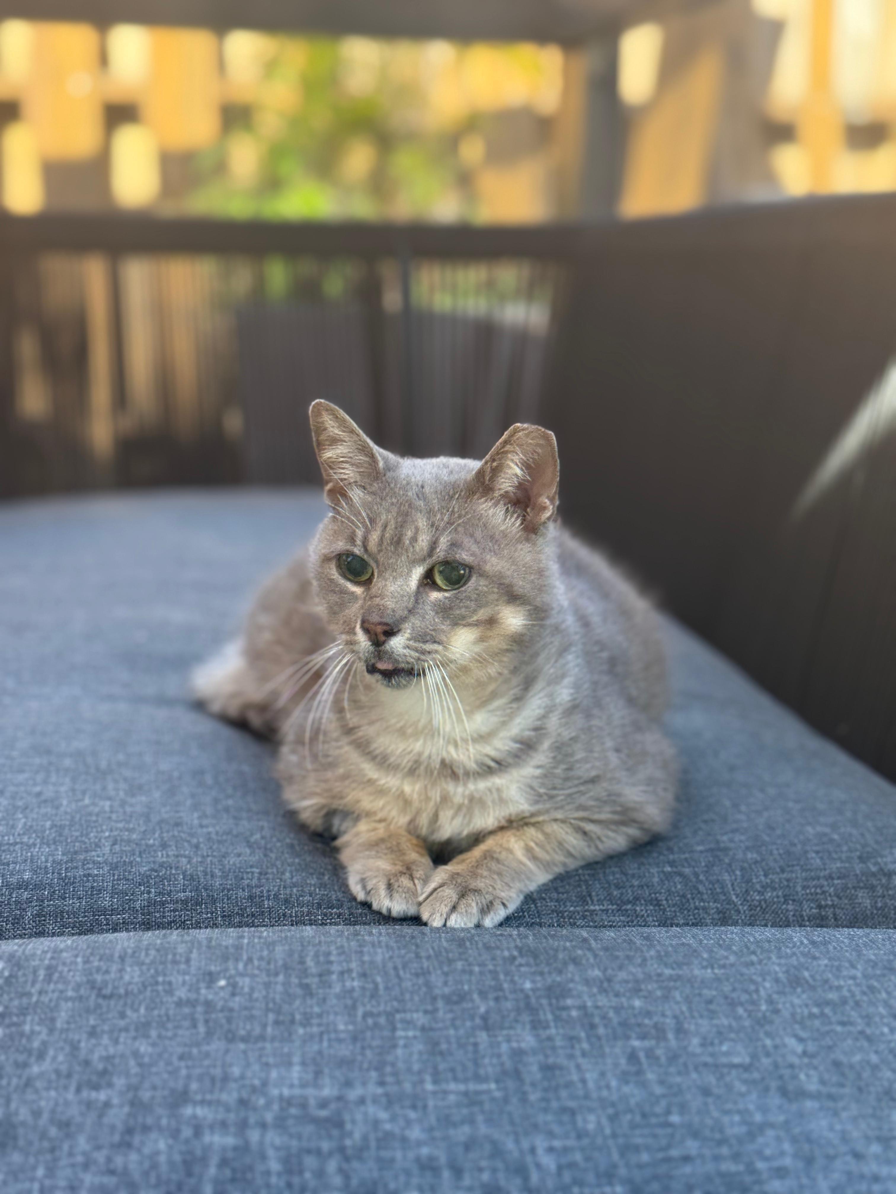 Enlarge Moth, a ADOPTABLE Domestic Short Hair in Miami, FL image 4/6