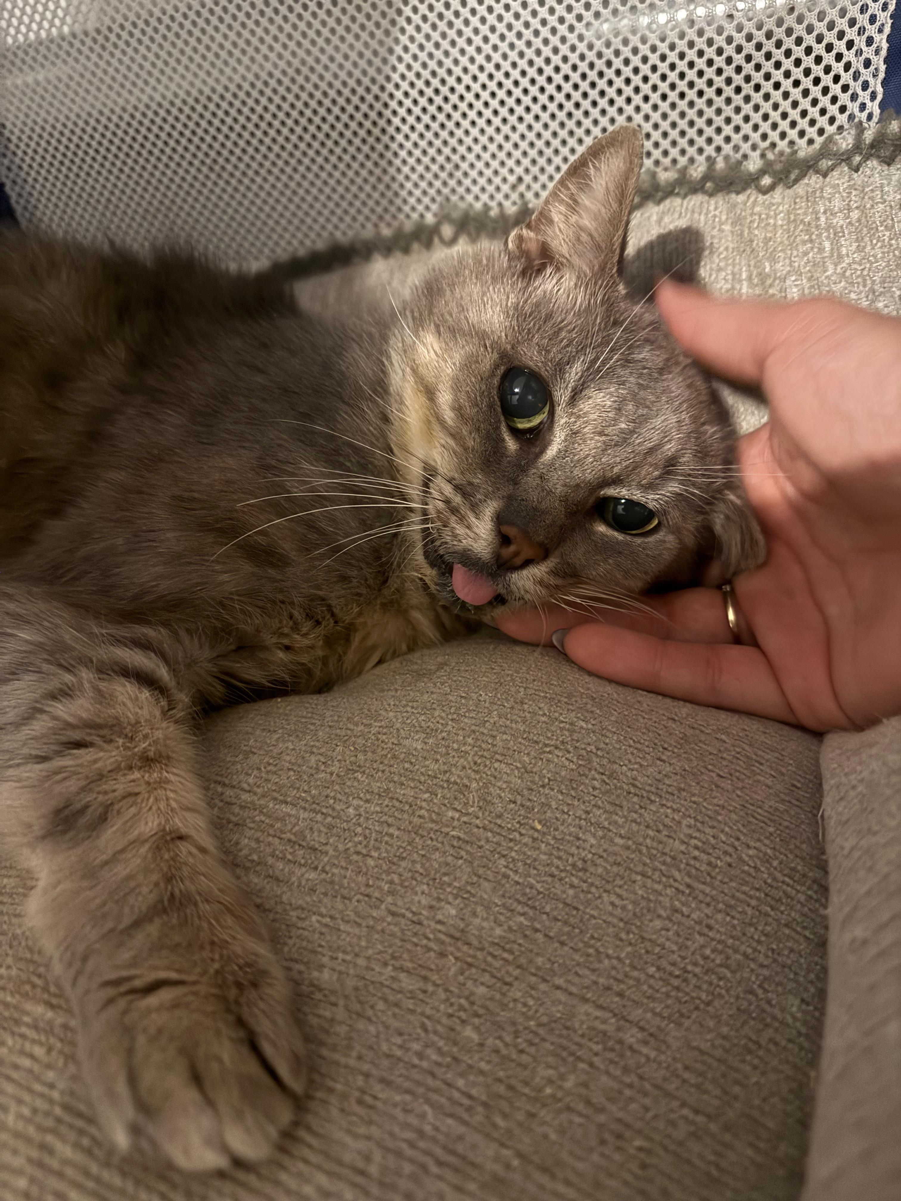 Moth, ADOPTABLE, Senior Male Domestic Short Hair.