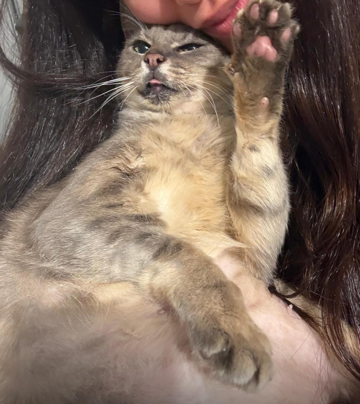 Enlarge Moth, a ADOPTABLE Domestic Short Hair in Miami, FL image 6/6