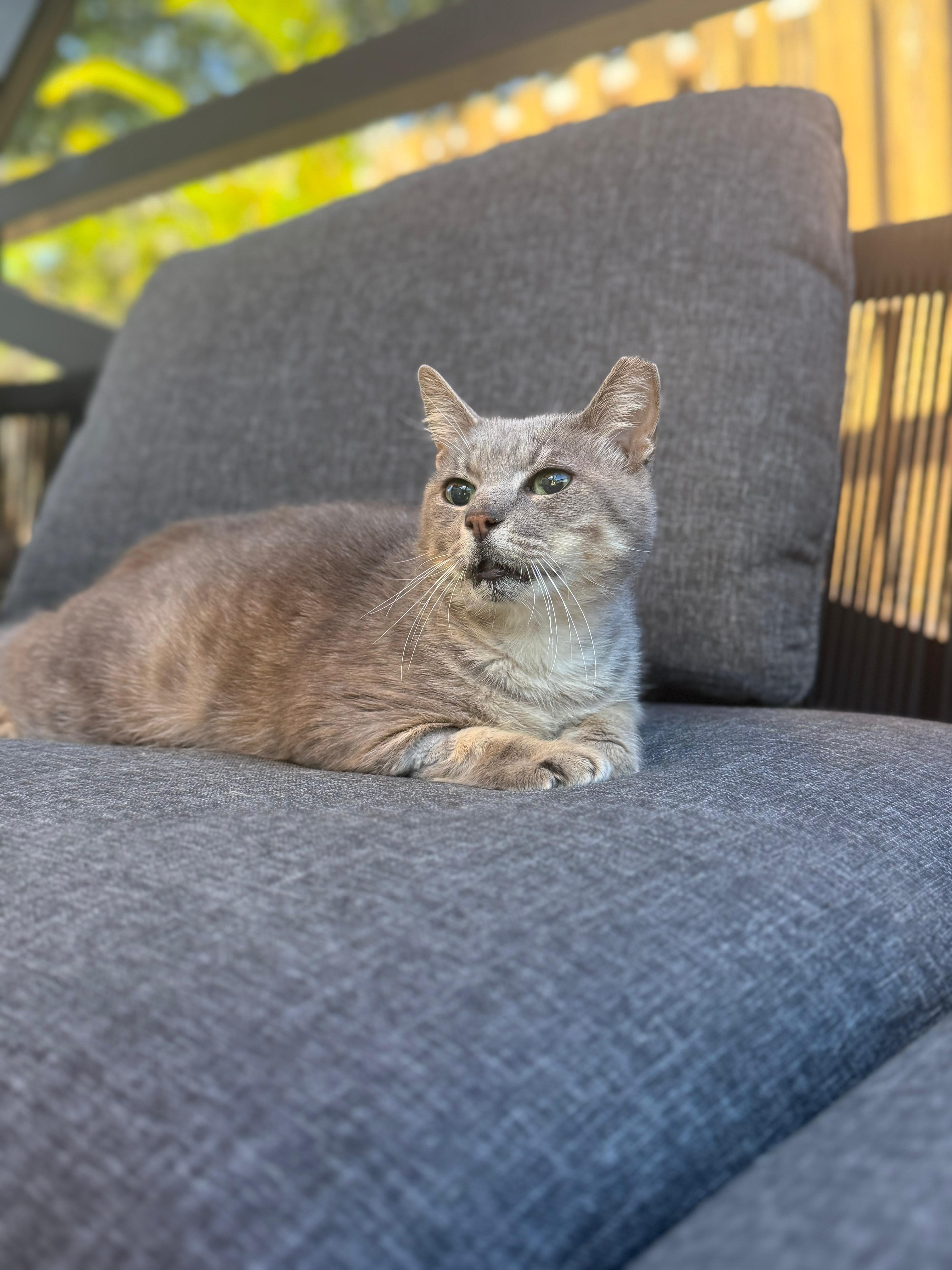 Enlarge Moth, a ADOPTABLE Domestic Short Hair in Miami, FL image 3/6