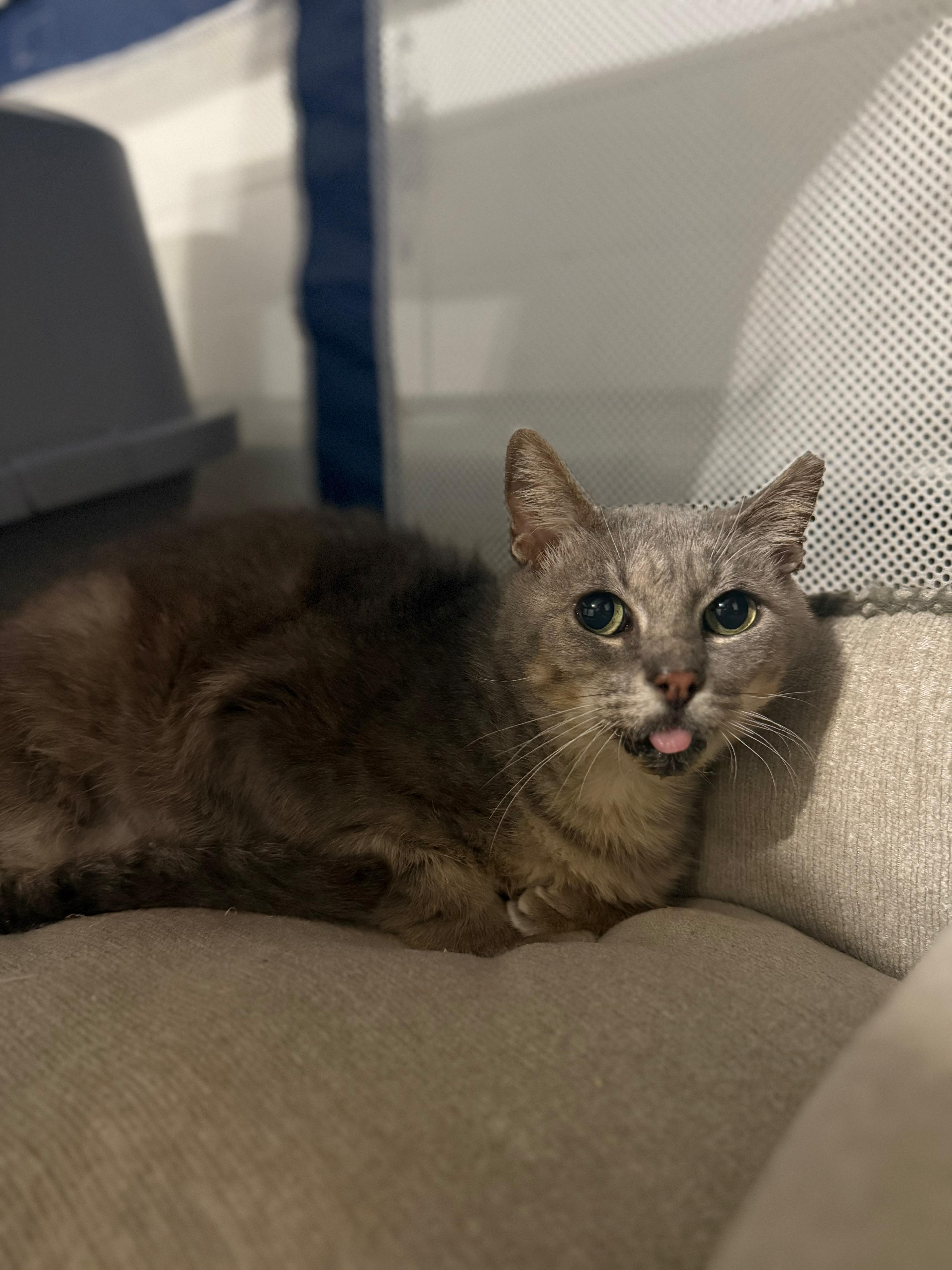 Enlarge Moth, a ADOPTABLE Domestic Short Hair in Miami, FL image 5/6