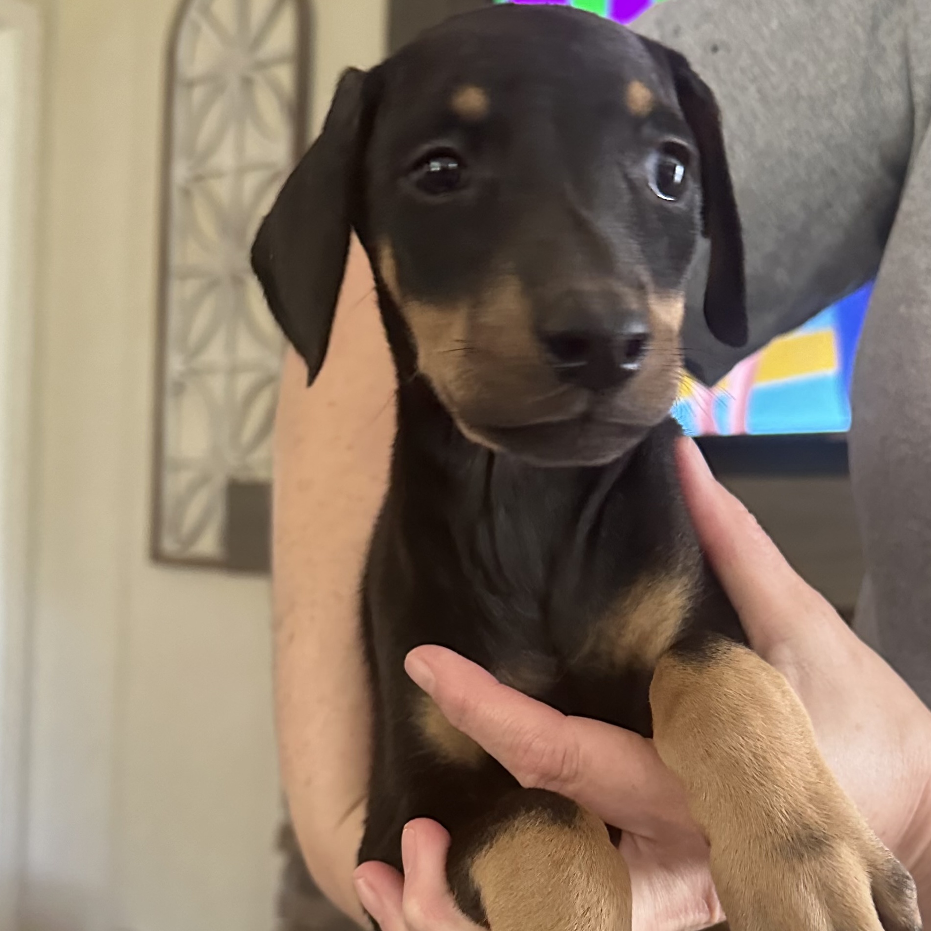 Enlarge Lucy, a Adopted Doberman Pinscher in Foxworth, MS image 1/1