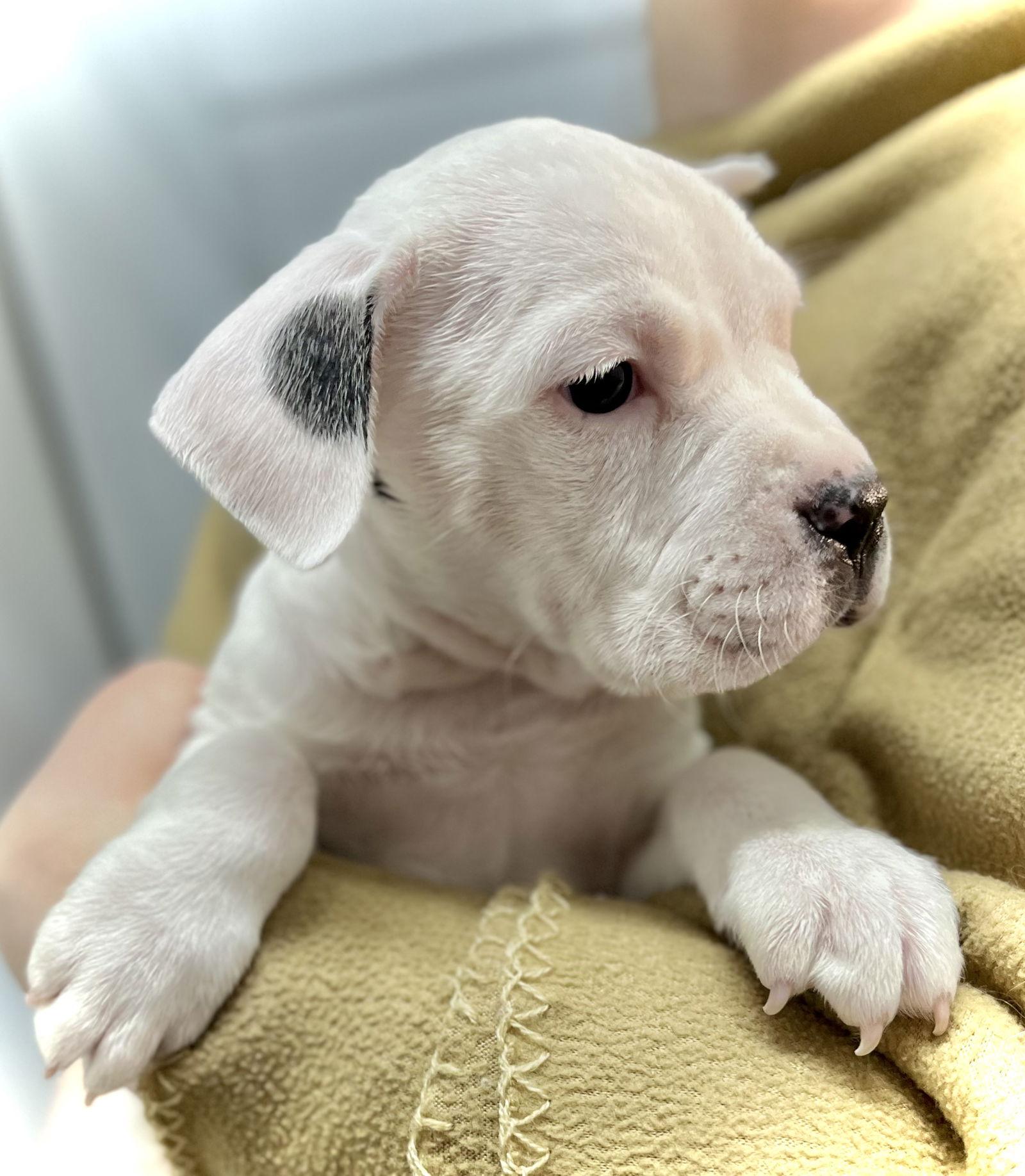 Leek, Adopted, Puppy Male Boxer.