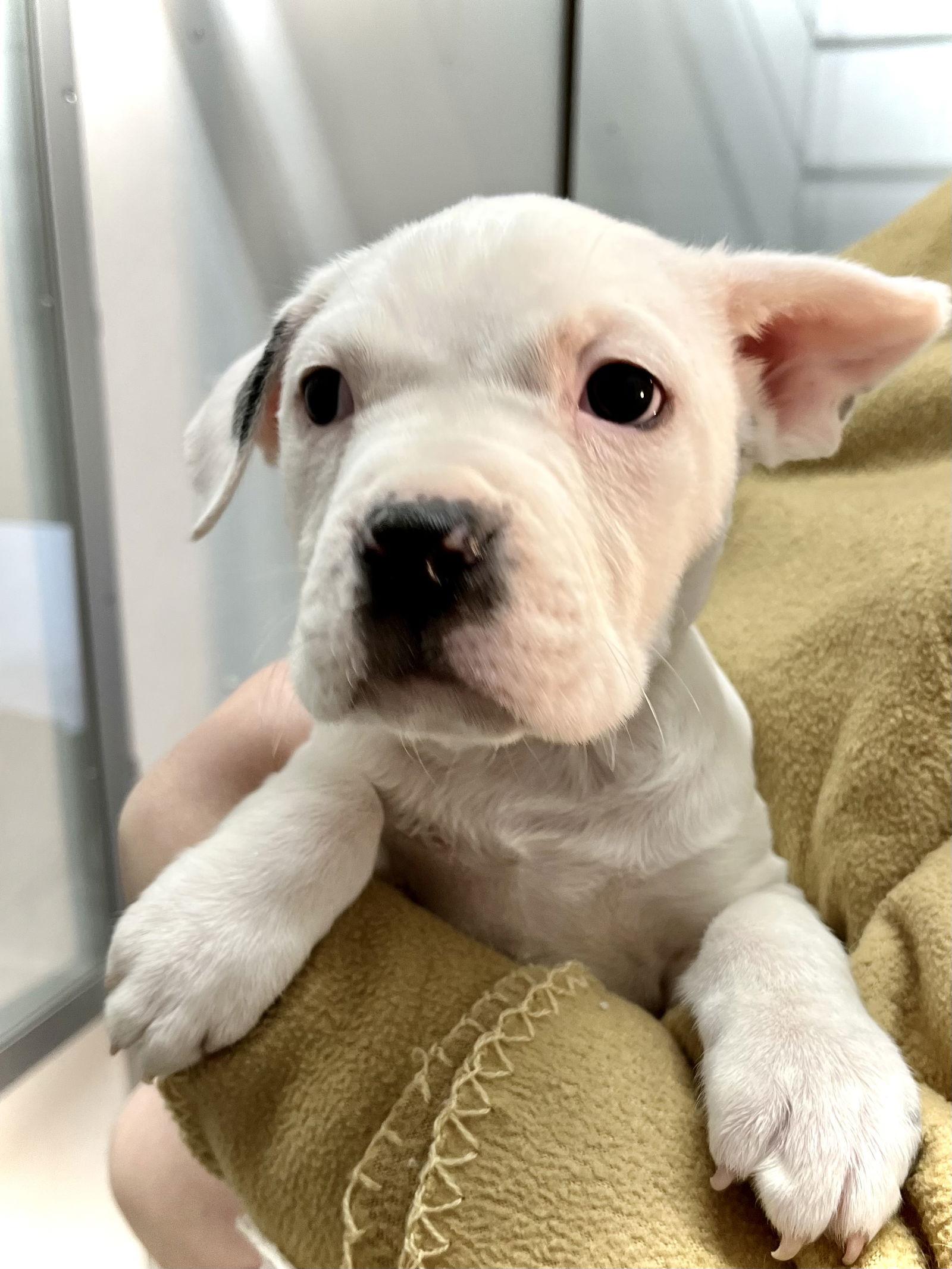 Enlarge Leek, a Adopted Boxer in Estherville, IA image 2/3