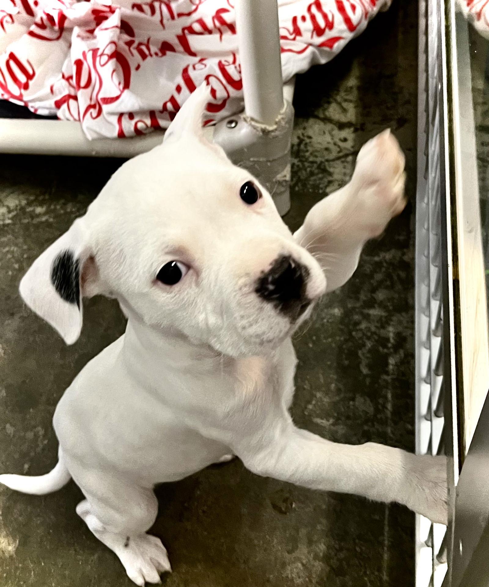 Enlarge Leek, a Adopted Boxer in Estherville, IA image 3/3