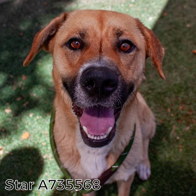 Enlarge STAR, a Adoptable Pit Bull Terrier in Sacramento, CA image 1/1
