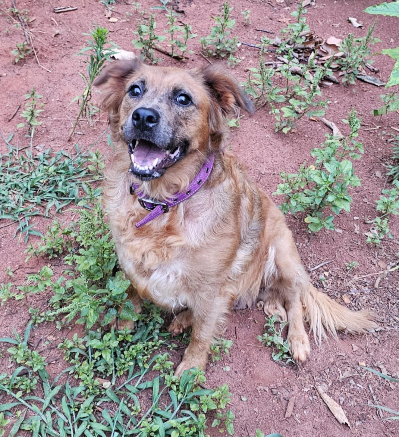 Freya $295, a Adoptable mixed breed in Seneca, SC image 4/4