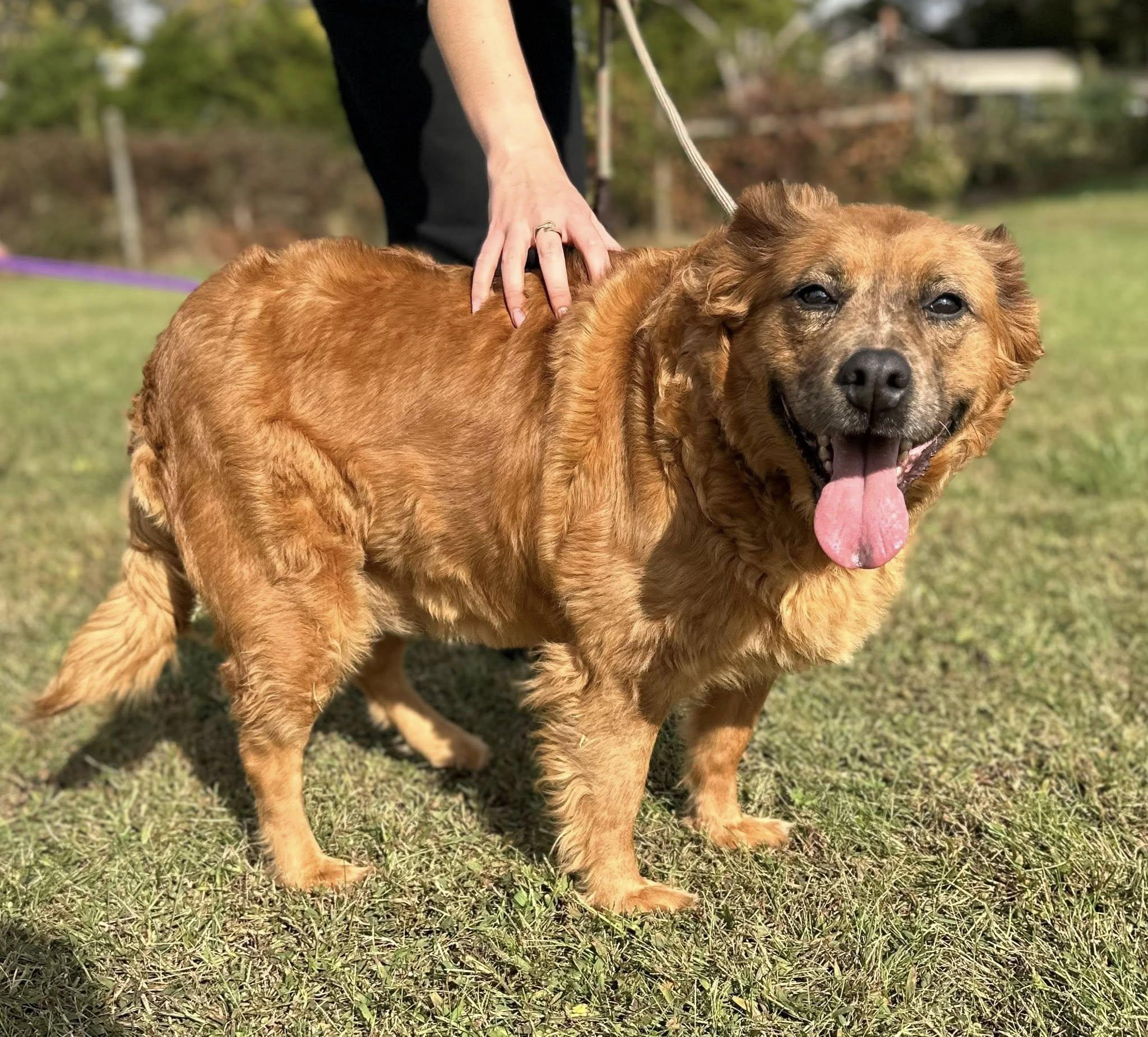 Freya $295, Adoptable, Adult Female Australian Shepherd.