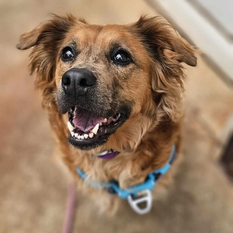 Freya $295, a Adoptable mixed breed in Seneca, SC image 2/4