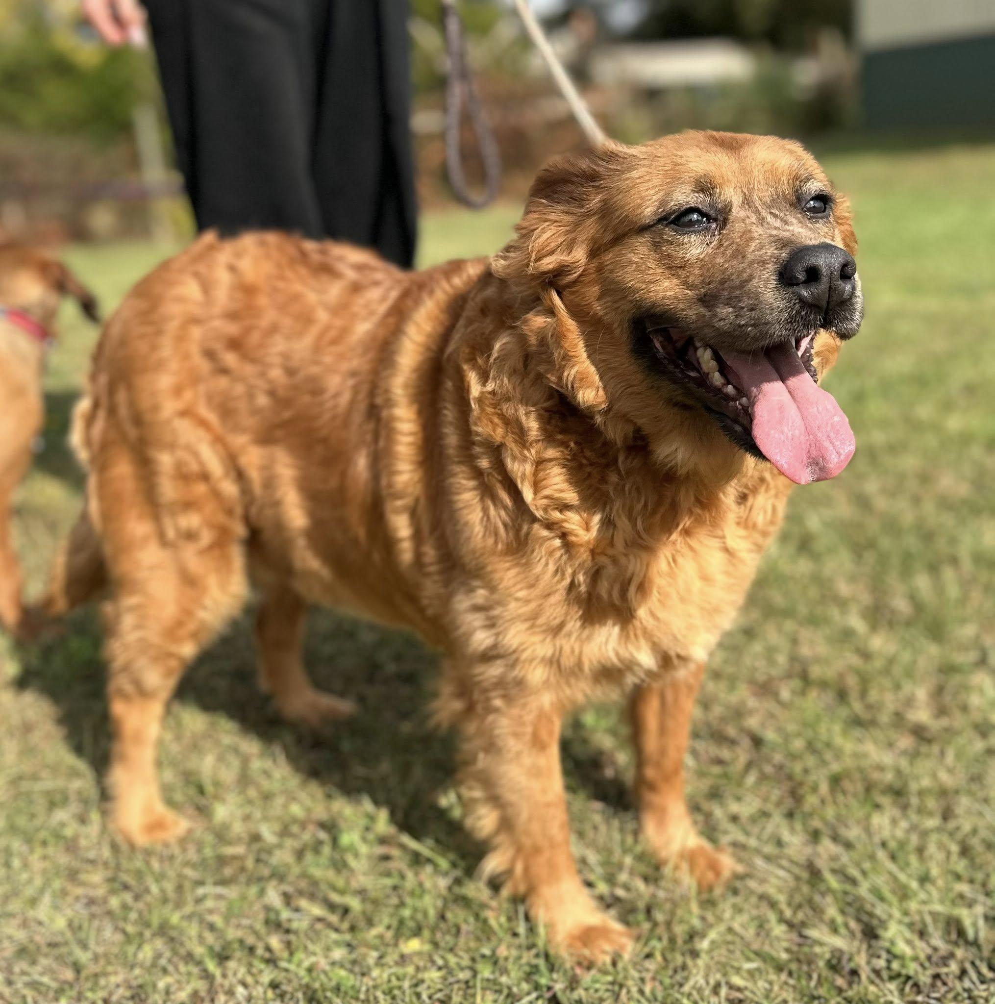 Freya $295, a Adoptable mixed breed in Seneca, SC image 3/4