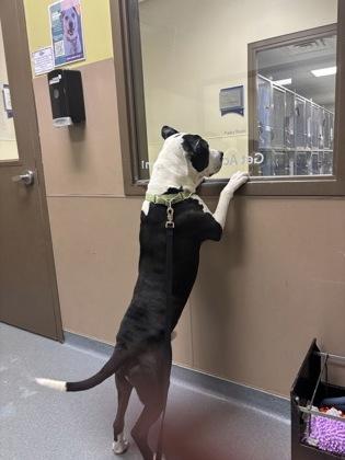 Enlarge Snoop, a Adoptable Mixed Breed in Maumee, OH image 2/3