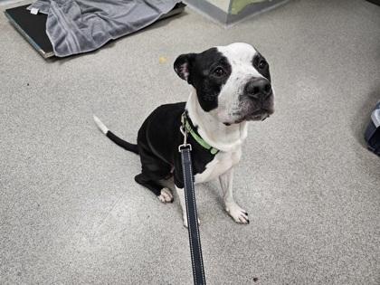Enlarge Snoop, a Adoptable Mixed Breed in Maumee, OH image 2/2