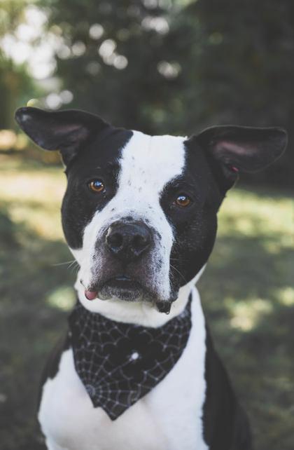 Enlarge Snoop, a Adoptable Mixed Breed in Maumee, OH image 3/3