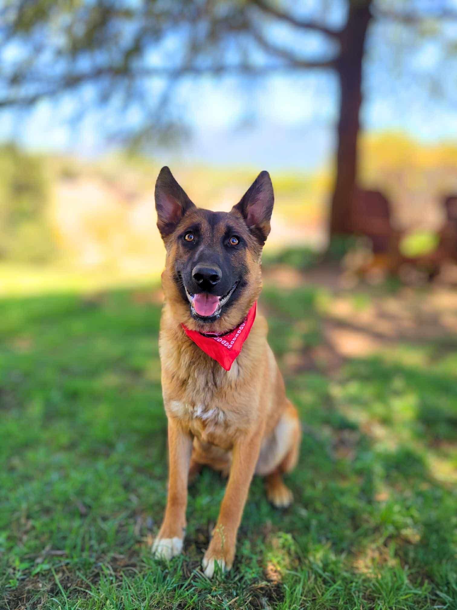 Nikko, ADOPTABLE, Young Male Belgian Shepherd / Malinois & German Shepherd Dog.