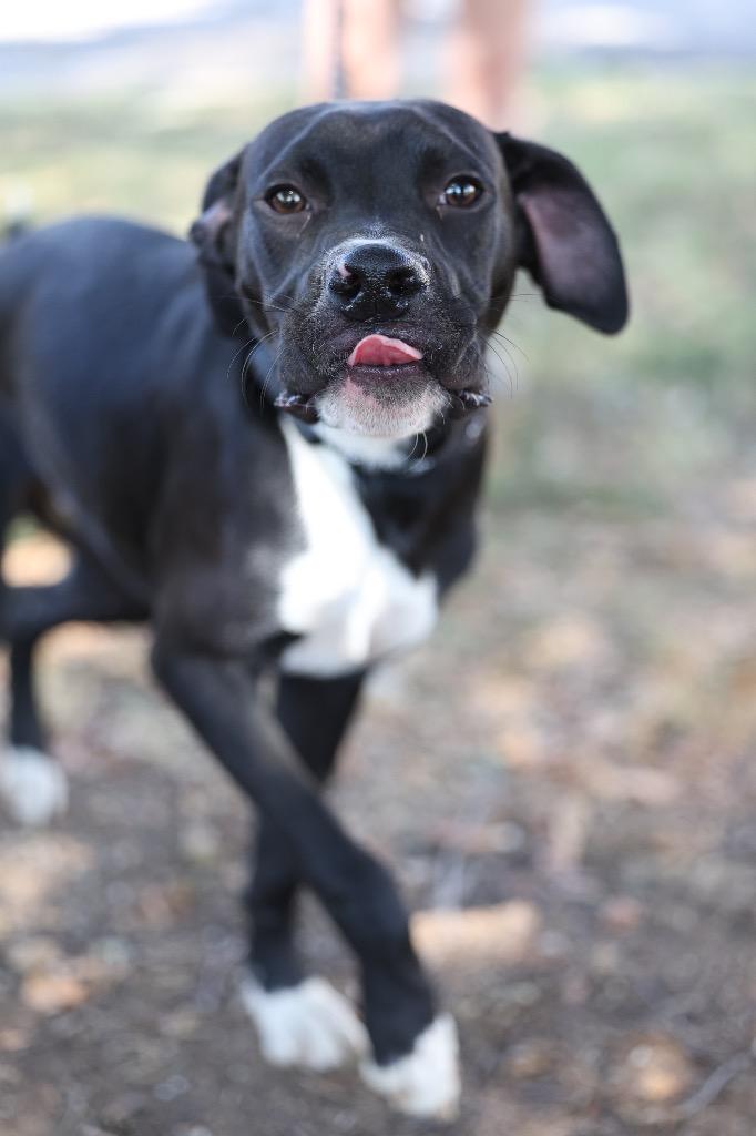 Hampton, Adoptable, Puppy Male Mixed Breed.