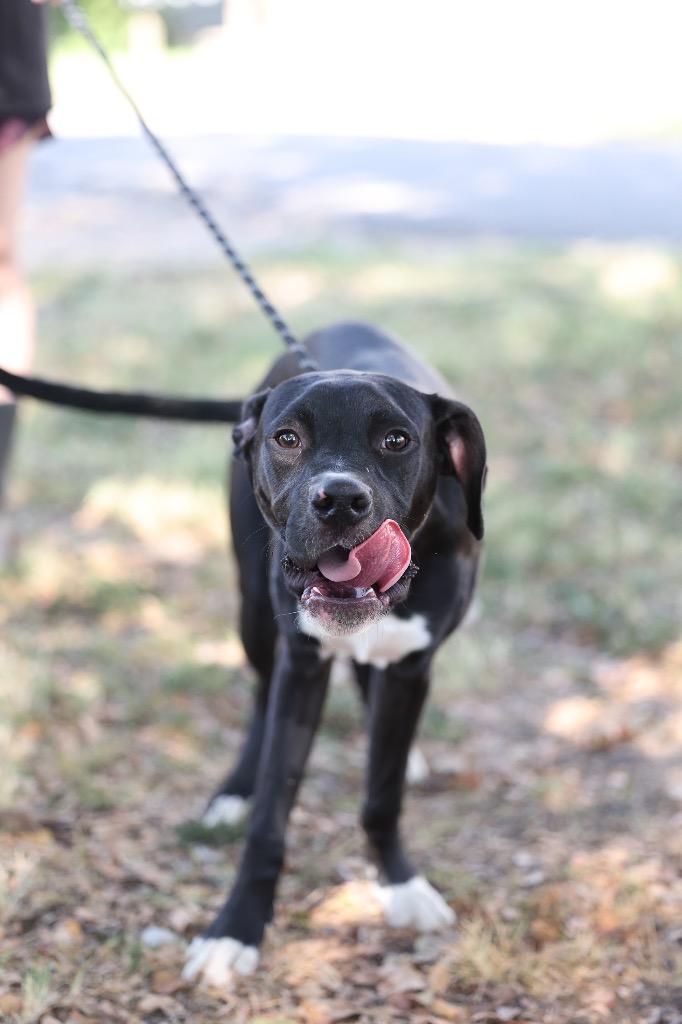 Enlarge Hampton, a Adoptable mixed breed in Dyersburg, TN image 2/4