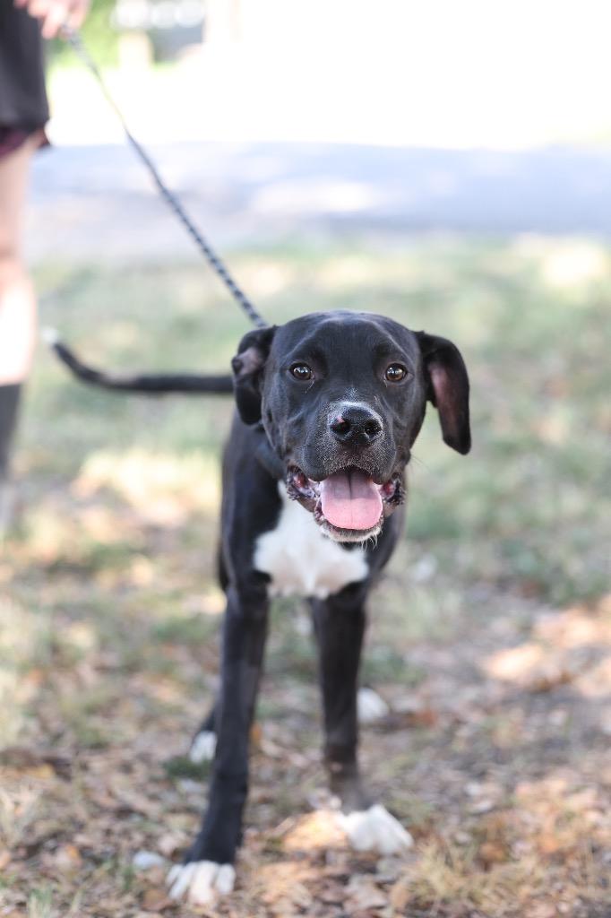 Enlarge Hampton, a Adoptable mixed breed in Dyersburg, TN image 3/4