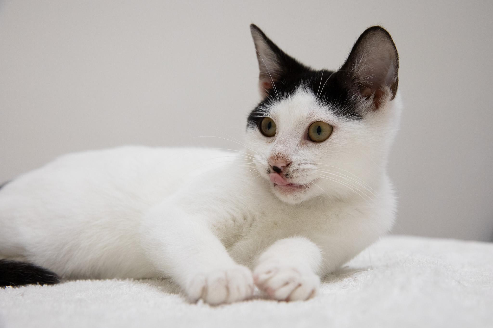 Enlarge Eva, a Adoptable Domestic Short Hair in Montclair, NJ image 2/6