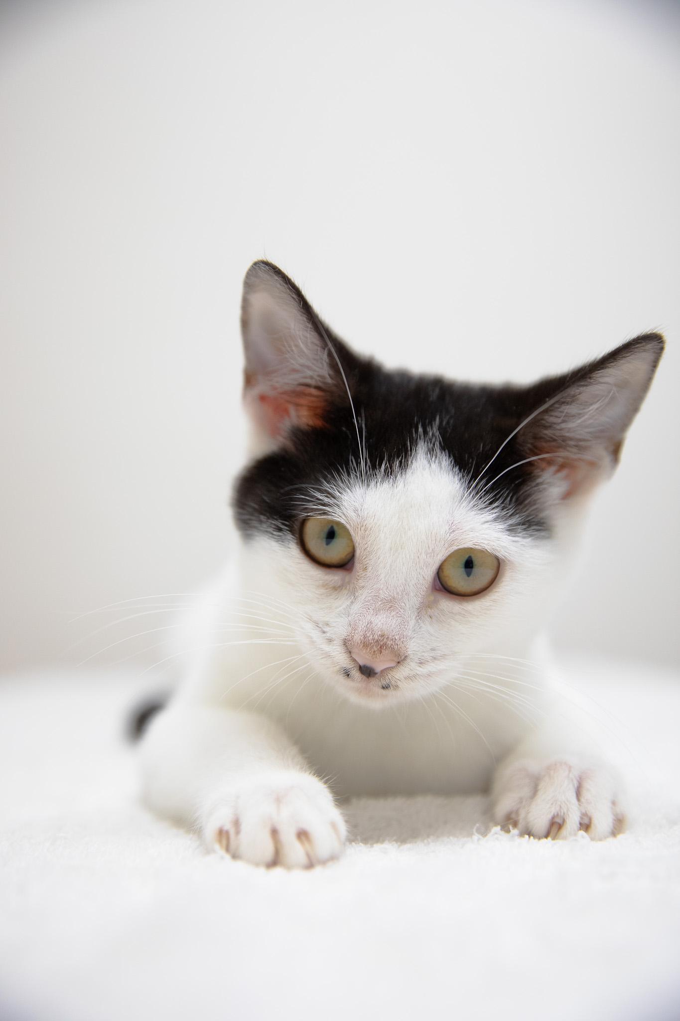 Enlarge Eva, a Adoptable Domestic Short Hair in Montclair, NJ image 3/6