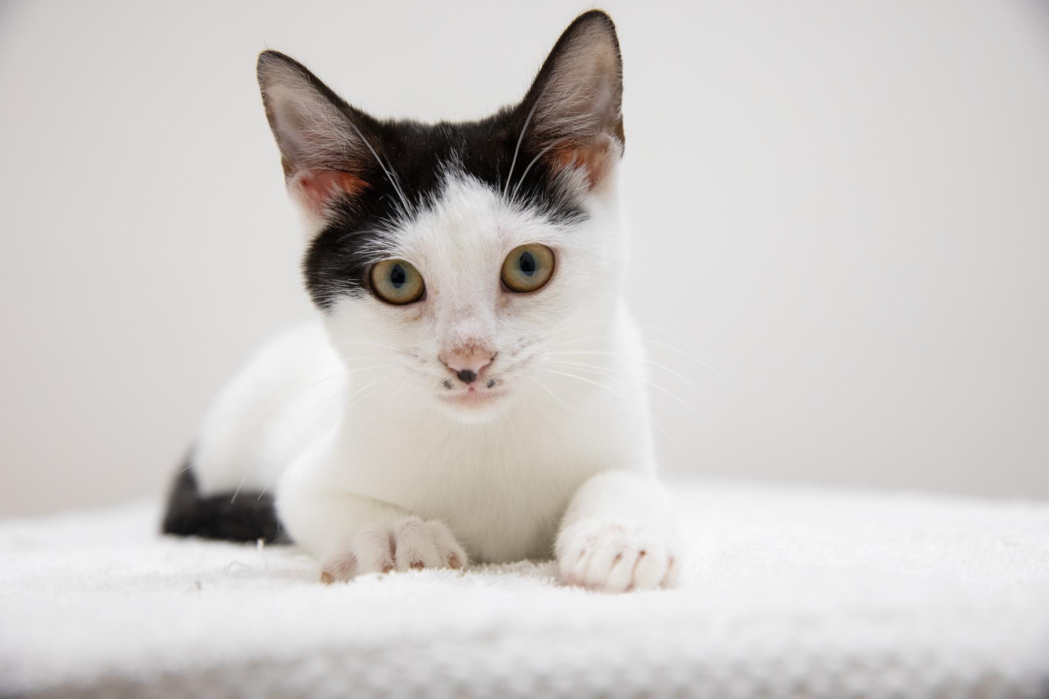 Enlarge Eva, a Adoptable Domestic Short Hair in Montclair, NJ image 4/6