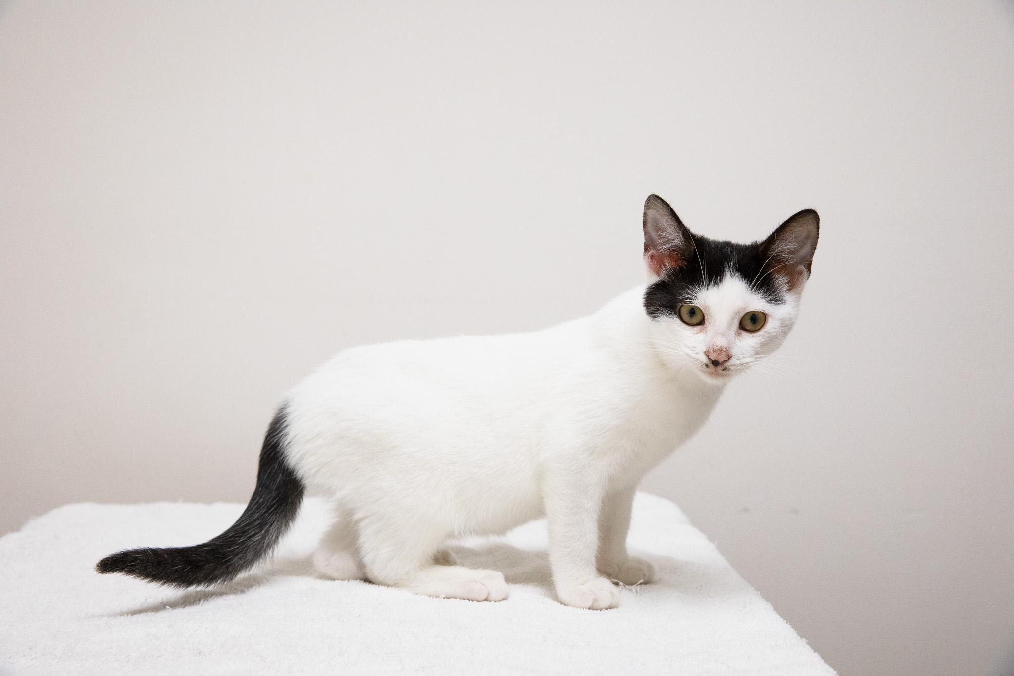 Enlarge Eva, a Adoptable Domestic Short Hair in Montclair, NJ image 5/6