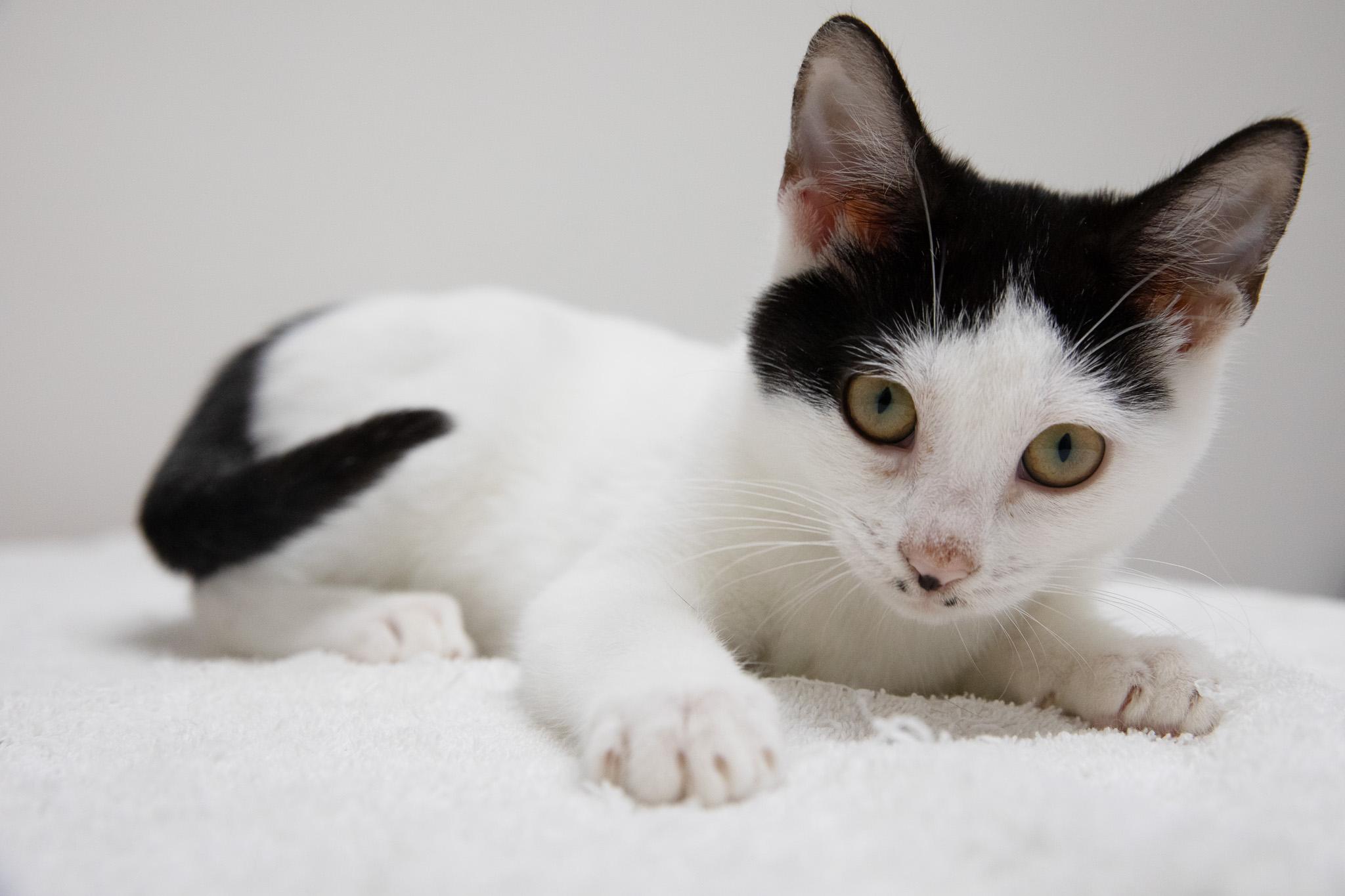 Enlarge Eva, a Adoptable Domestic Short Hair in Montclair, NJ image 6/6