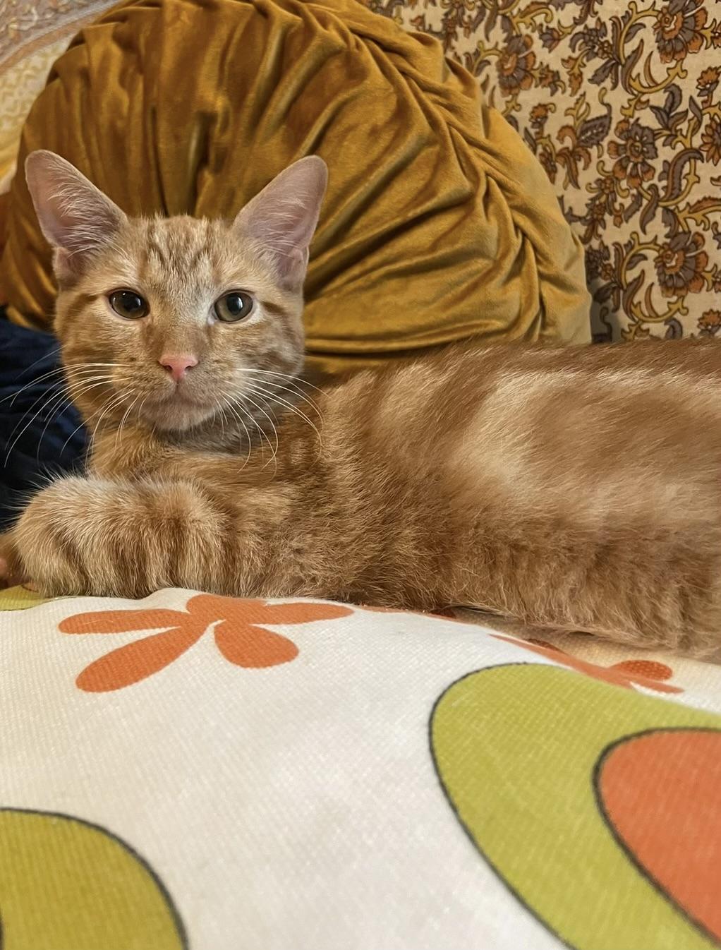 Stop, a Adoptable Domestic Short Hair in Bethel, CT image 1/6