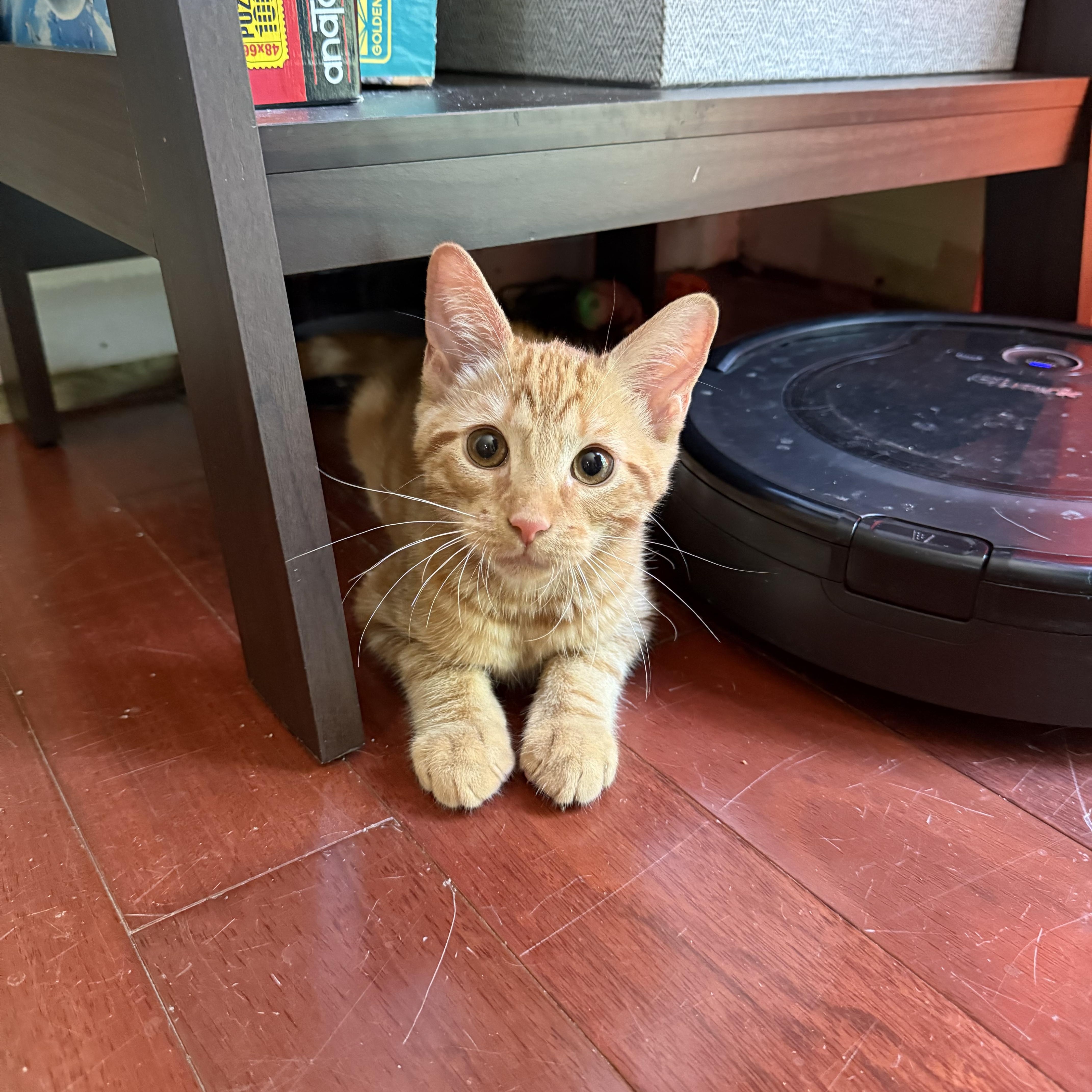 Stop, a Adoptable Domestic Short Hair in Bethel, CT image 4/6