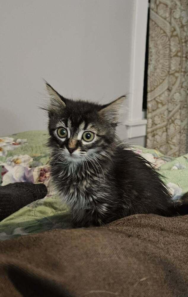 Enlarge Muffy, a Adoptable Domestic Long Hair in Topeka, KS image 1/4
