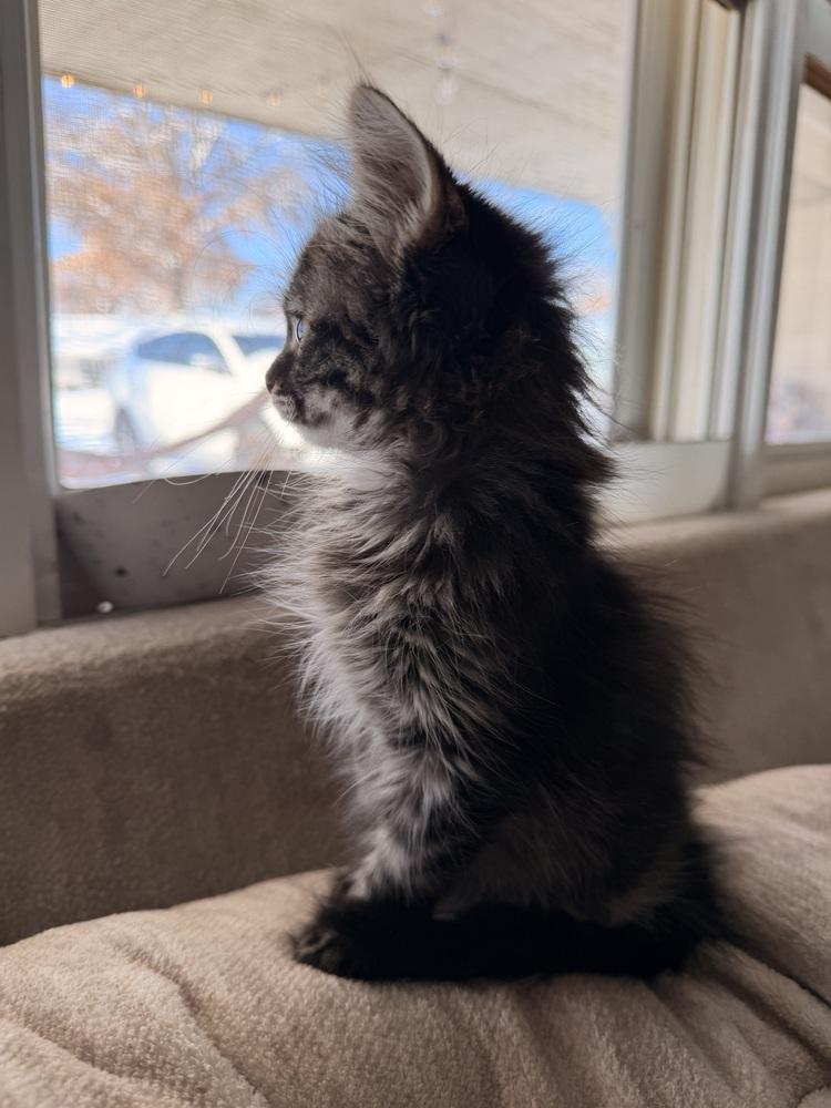 Enlarge Muffy, a Adoptable Domestic Long Hair in Topeka, KS image 2/4