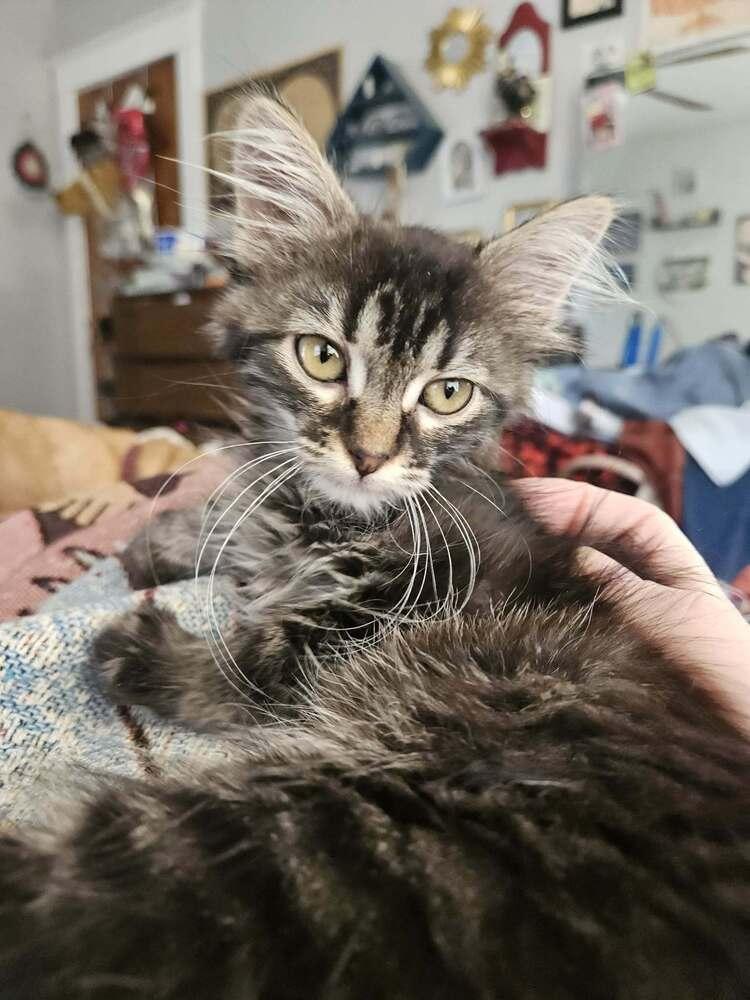 Enlarge Muffy, a Adoptable Domestic Long Hair in Topeka, KS image 3/4