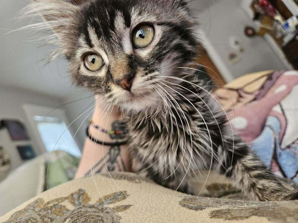 Enlarge Muffy, a Adoptable Domestic Long Hair in Topeka, KS image 4/4