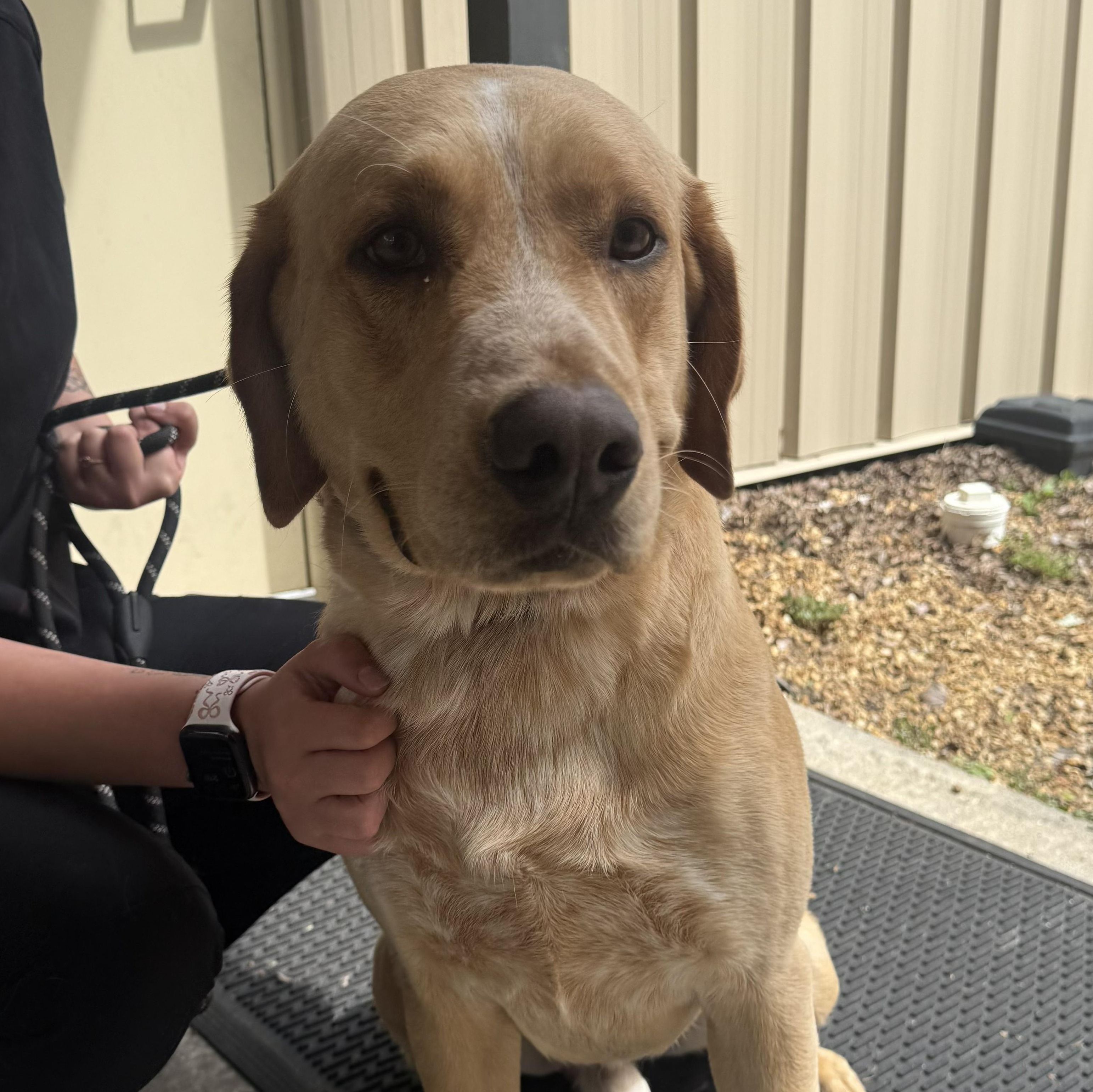 Enlarge Tanner, an adoptable mixed breed in St. Augustine, FL image 2/2