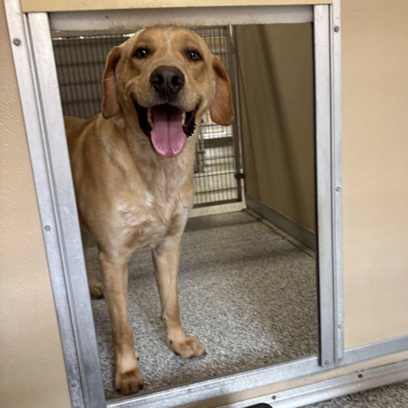 Enlarge Tanner, an adoptable mixed breed in St. Augustine, FL image 1/2