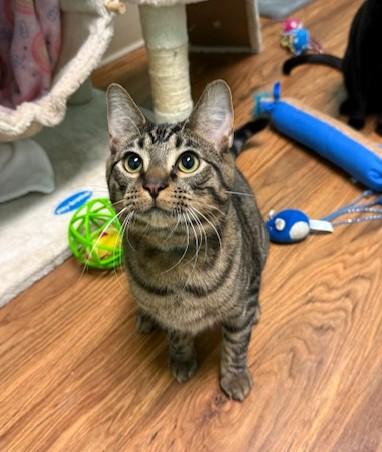 Pita, adopted, Young Male Domestic Short Hair.