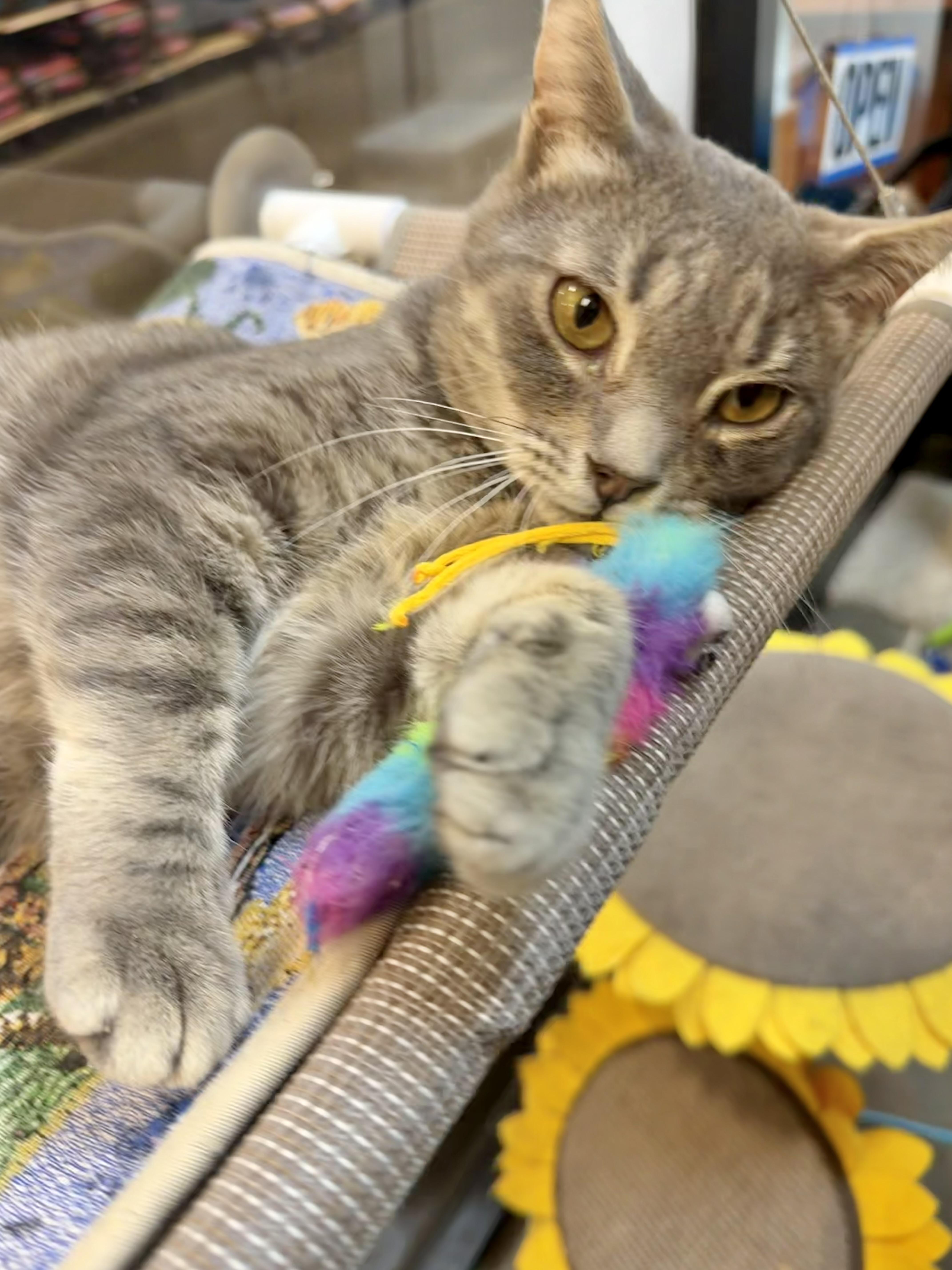 Enlarge Chester, an adopted Domestic Short Hair in Rock Hill, SC image 2/6