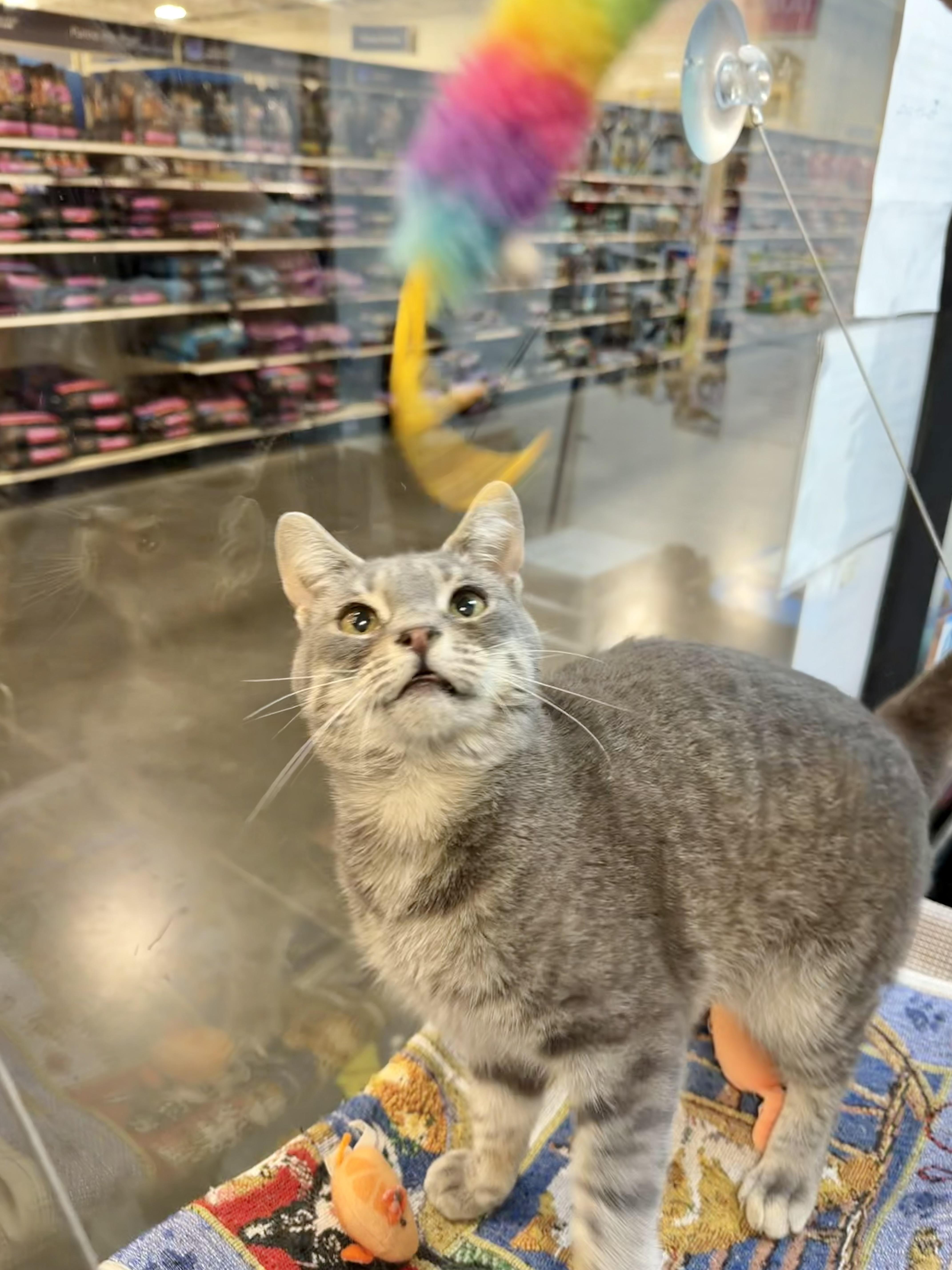 Enlarge Chester, an adopted Domestic Short Hair in Rock Hill, SC image 3/6