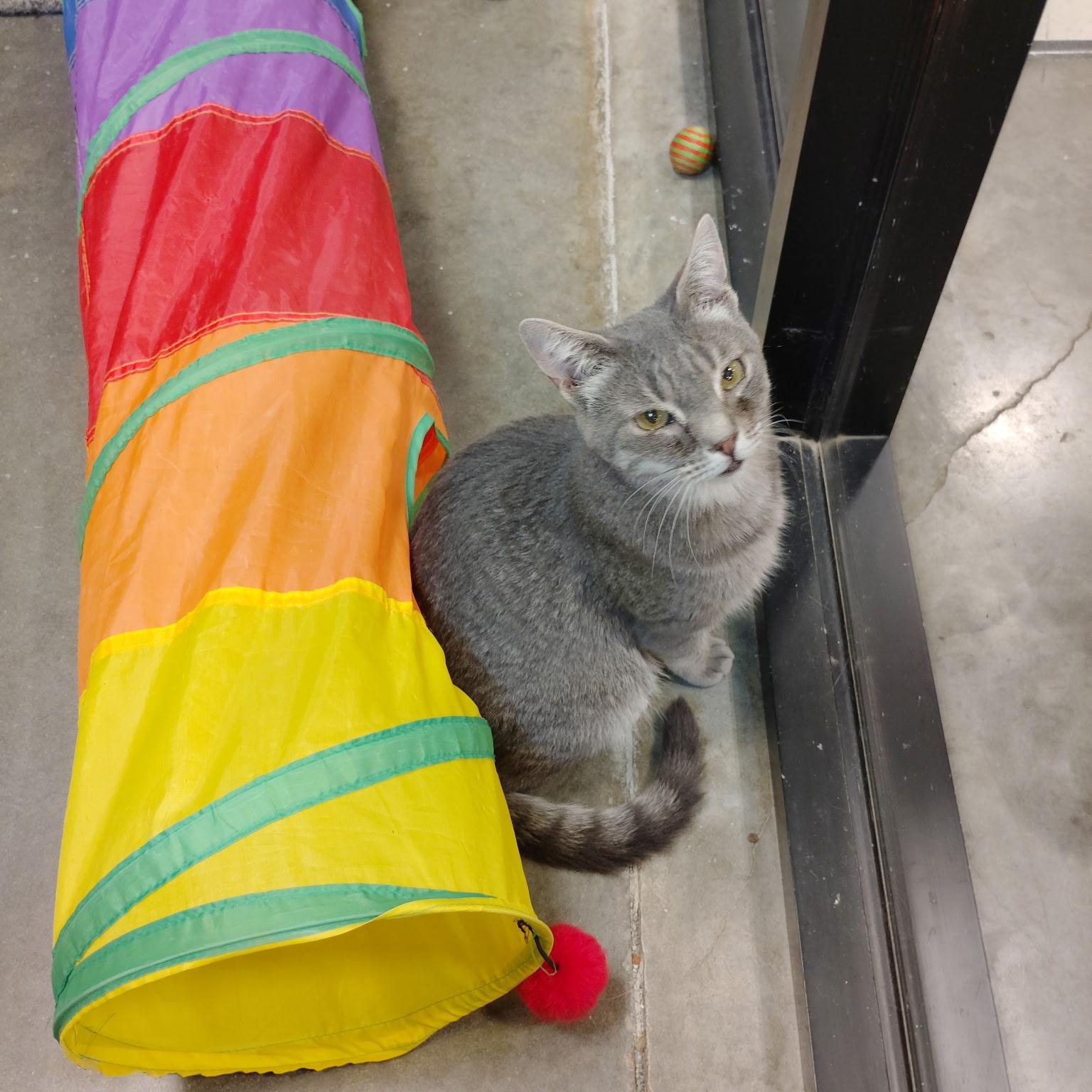Enlarge Chester, an adopted Domestic Short Hair in Rock Hill, SC image 4/6